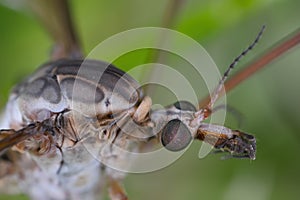 Tipula Crane fly tipulidae diptera nematocera insect. Larvae of this insects are significant pest of many crops in soil