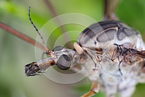 Tipula Crane fly tipulidae diptera nematocera insect. Larvae of this insects are significant pest of many crops in soil