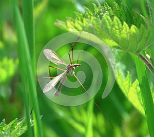 Tipula paludosa.