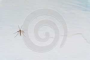 Tipula paludosa on a adobe whitewashed wall, textured background