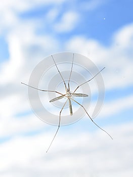 Tipula paludosa cranefly on a window