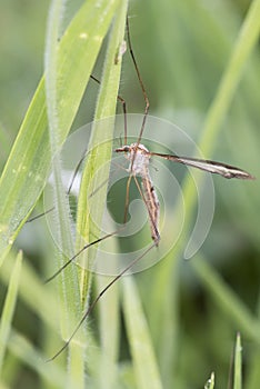 Tipula species crane fly is a mosquito-like diptera but enormous in size easy to see in humid places light by flash