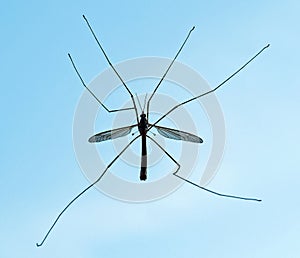 Tipula, Tipulidae, an insect often confused with a large mosquito