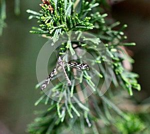 Tipula a very large insect in the fly family Jenningsville Pennsylvania