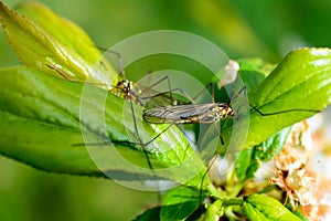 Tipule - (Tipulidae)