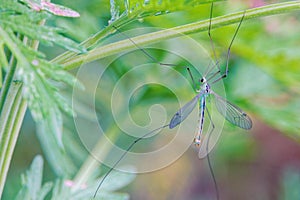 Tipulidae mosquito