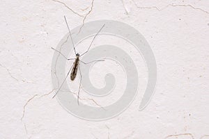 Tipulidae mosquito
