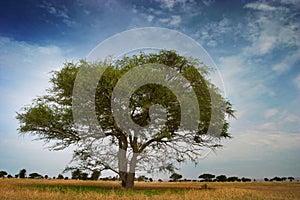 Tipycal african tree on the serengeti park