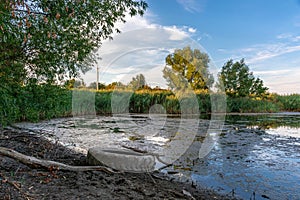 Tire on the bank of an overgrown pond in the middle of green trees at sunset. Rural landscape, ecology