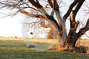 Tire swing