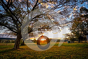 Tire swing hanging from a Chinese Elm tree