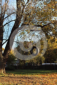 Tire swing hanging from the tree.