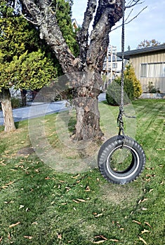 Tire swing hanging from tree in summer front yard garden.