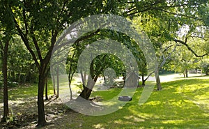 Tire swing old playhouse trees morning