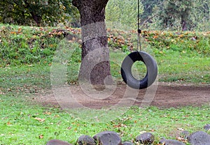 Tire swing in a tree