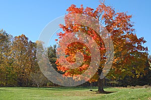 Tire Swing on Tree