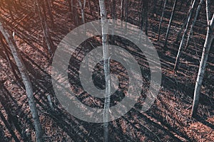 Tire track tread marks in aspen tree forest