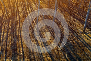 Tire track tread marks in aspen tree forest