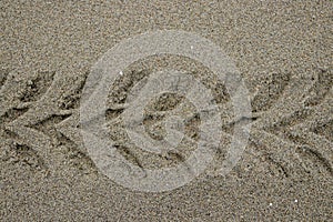 Tire tracks on the beach