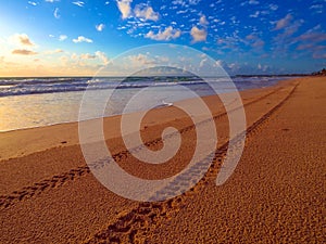 Tire tracks on the beach