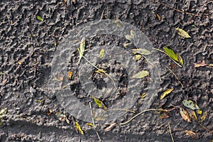 Tire tracks on dirt road