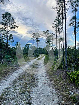 Tire tracks on a dirt road in the swamp