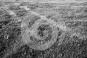 Tire Tracks on a Field of Grass in Black and White