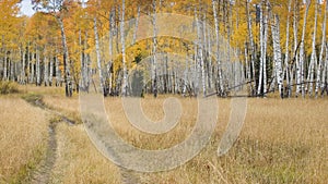 Neumático pistas común Bosque de álamos en otono 