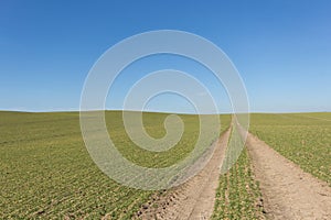 Tire tracks in green field with clear blue sky background