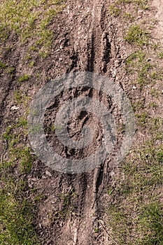 Tire tracks of mountain bikes on the muddy ground