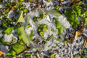 first snow on green grass