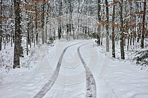 Tire Tracks in Snow in Tree Lined Winter Road