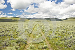 Tire tracks through spring flowers of Centennial Valley near Lakeview, MT photo