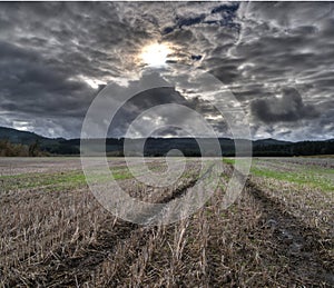 Tire Tracks Trail in Cultivated Farm Land Field