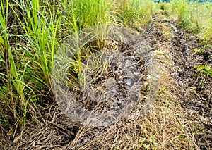 Tire track of truck on the mud