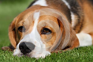 Tired beagle dog laying on grass