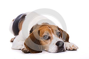 Tired beagle dog lying on back isolated on white background