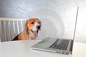 Tired beagle dog with opened mouth at the laptop. Dog yawns after working