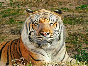 Tired Bengal Tiger