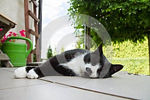 Tired black and white cat resting on a terrace