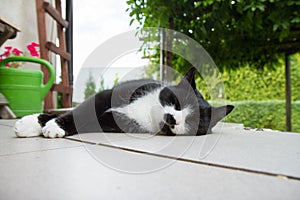 Tired black and white cat resting on a terrace