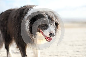 Tired border collie dog panting and walking on the beach looking at the camera