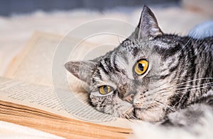 Tired and bored cat lies on a book