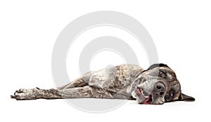 Tired Brindle Mastiff Dog Laying Down