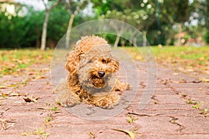 Tired brown poodle dog resting after exercise at park