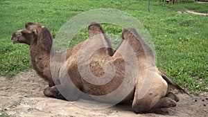 Tired Camel Resting Animal Background