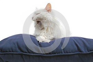 Tired cat on cushion 2