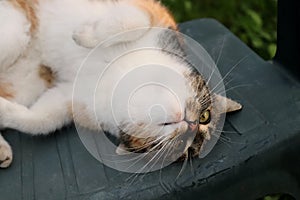 A tired cat lying on the plasti chair