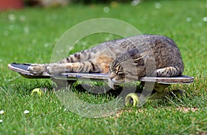 Tired cat on a skateboard