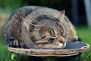 Tired cat on a skateboard